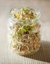 Many cereal sprouts growing by Arletta Cwalina