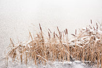 Typha reeds at frozen lake by Arletta Cwalina