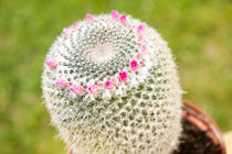 Cactus flowering pink detail blossoms by Arletta Cwalina