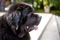 large black Newfoundland dog von Arletta Cwalina
