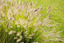 Grass bunch Pennisetum alopecuroides by Arletta Cwalina