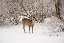 Hungry doe search food in snow by Arletta Cwalina