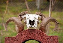 Large ram antlers on skull by Arletta Cwalina