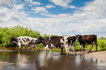 Herd of cows walking across pool by Arletta Cwalina