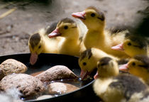 Yellow Muscovy duck ducklings by Arletta Cwalina