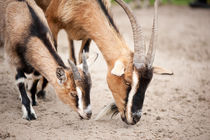 domesticated goats eating from sand von Arletta Cwalina