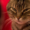Img-5415-portrait-cat-angry