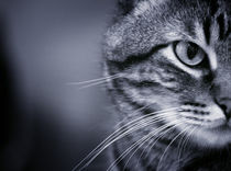 Portrait of cat in black and white by Gema Ibarra