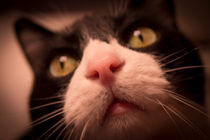 Pink Cat Nose von Gema Ibarra