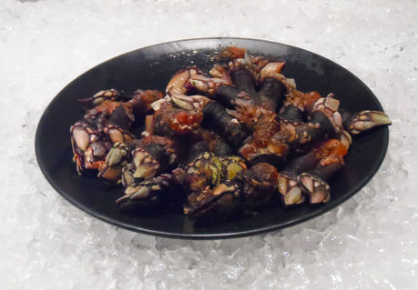 Sam-0341-plate-of-barnacles-on-ice