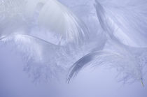 White fluffy feathers blue tone von Arletta Cwalina