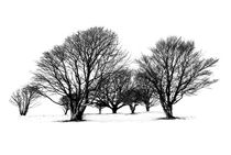 Cissbury Trees von Malc McHugh