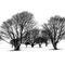 Cissbury-trees