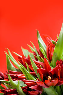 Bunch of red tulips bouquet von Arletta Cwalina