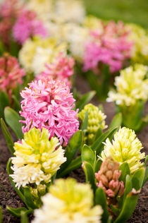 Hyacinthus blooming pink and white by Arletta Cwalina