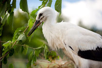 Orphaned one White Stork von Arletta Cwalina