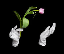 Pink fresh tulip in wizard hands by Arletta Cwalina