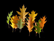 Variety coloured autumn oak leaves by Arletta Cwalina