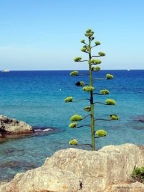 Mallorca Baum / Mallorca Tree von Dominik Armitage