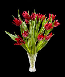 cut tulips bouquet in glass vase by Arletta Cwalina