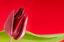 Decorative single red tulip by Arletta Cwalina