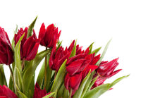 Red tulips bouquet sprinkled by Arletta Cwalina