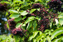 Elderberry fruits fresh clusters by Arletta Cwalina