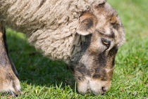 Single adult sheep eating grass von Arletta Cwalina