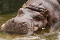Huge bored Hippopotamus by Arletta Cwalina