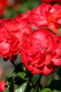 Flowerheads of red roses von Arletta Cwalina