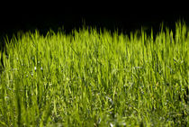 Green fresh bright grass leaves by Arletta Cwalina