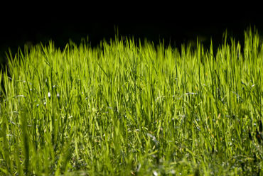 Grass01