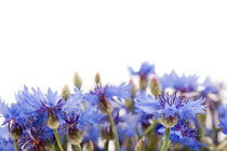 blue cornflower flowerheads by Arletta Cwalina