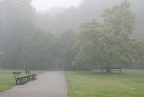 Gloomy autumn fog in park  von Arletta Cwalina