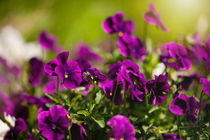 Purple pansies flowering bunch von Arletta Cwalina
