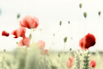 blume, blumen, flower, mohn, mohnblume, poppies, poppy by Falko Follert