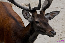 Deer III von Carlos Segui