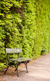 hedgerow and empty bench by Arletta Cwalina