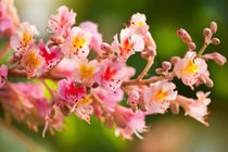 Aesculus red chestnut tree blossoms by Arletta Cwalina