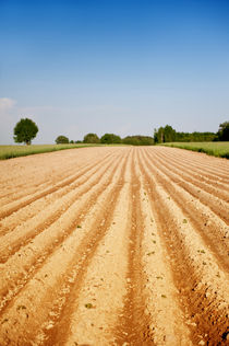 Ploughed agriculture field empty by Arletta Cwalina