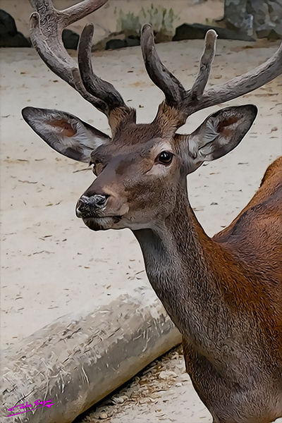 Deer-02