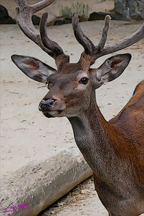 Deer II by Carlos Segui