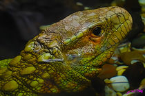 Lizard II von Carlos Segui