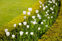 White tulips in buxus arrangement by Arletta Cwalina