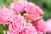 Beautiful pink roses bunch von Arletta Cwalina