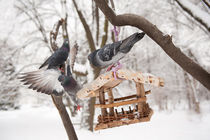 pigeons sitting on bird feeder by Arletta Cwalina