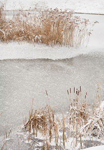 Typha reeds winter season by Arletta Cwalina