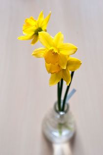 Yellow Daffodils by Maria Livia Chiorean