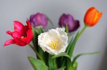 Tulips variety by Maria Livia Chiorean