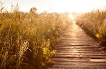 boardwalk and morass grass by Arletta Cwalina
